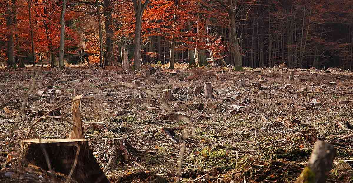 Totholz als Herausforderung für die Holzwirtschaft